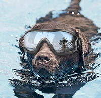 Load image into Gallery viewer, WagWorks Activewear Pet Googles
